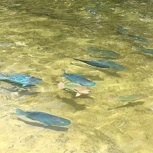 Parrotfish