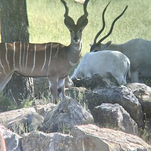 Lesser Kudu and Addax