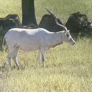 Addax