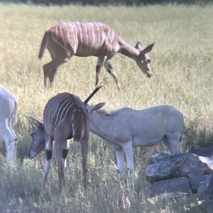 Lesser Kudu and Addax
