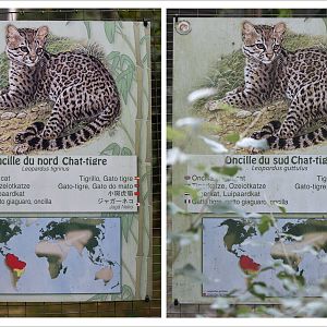 Both species of oncilla