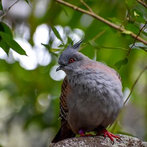 Crested Pigeon