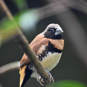Chestnut-breasted Mannikin