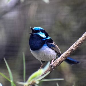 Superb Fairywren