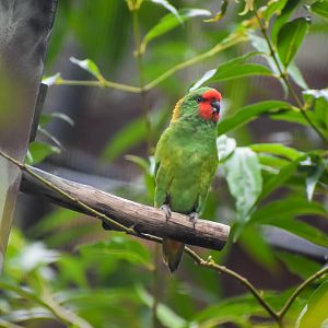 Little Lorikeet