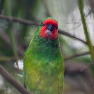 Little Lorikeet