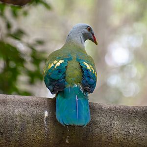 Wompoo Fruit-Dove