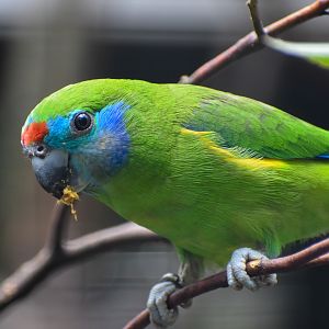 Red-browed Fig Parrot