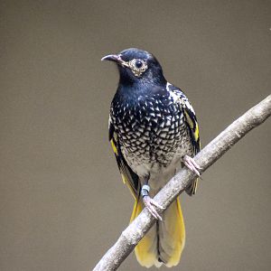 Regent Honeyeater
