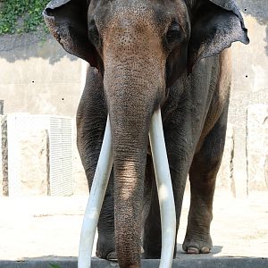 Asian Elephant