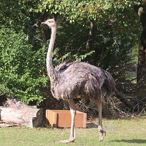 African Savanna - Ostrich