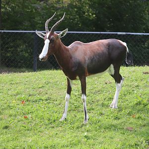 African Savanna - Bontebok