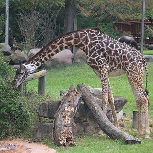 African Savanna - Masai Giraffe