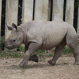 Daniel Maltz Rhino Reserve - Eastern Black Rhino - Dalia