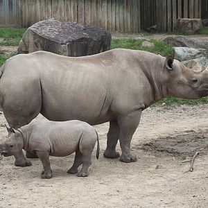 Daniel Maltz Rhino Reserve - Eastern Black Rhino - Dalia - Kibibbi