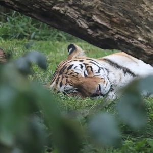 Rosebrough Tiger Passage - Amur Tiger