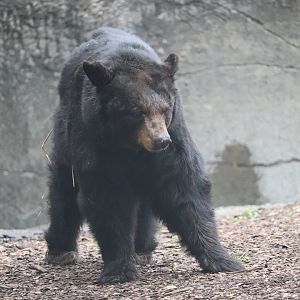 Wilderness Trek - American Black Bear