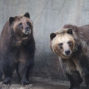 Wilderness Trek - Grizzly Bear