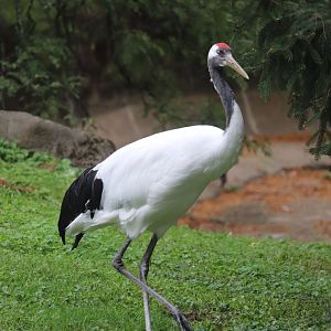 Wilderness Trek - Red-Crowned Crane
