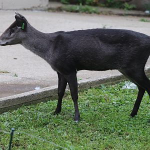 Wilderness Trek - Tufted Deer