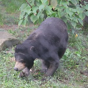 Asian Highlands - Sun Bear