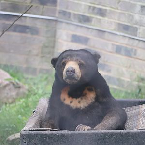 Asian Highlands - Sun Bear