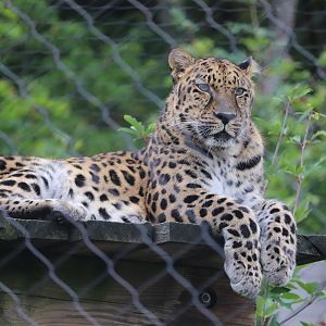 Asian Highlands - Amur Leopard