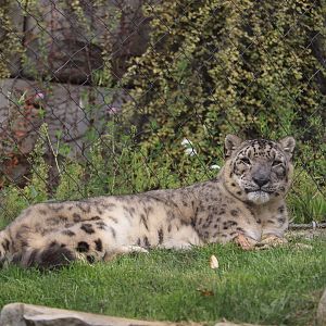 Asian Highlands - Snow Leopard