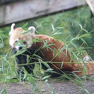 Asian Highlands - Red Panda