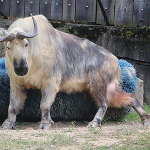 Asian Highlands - Sichuan Takin