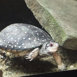 Wilderness Trek: Wolf Lodge - Spotted Turtle