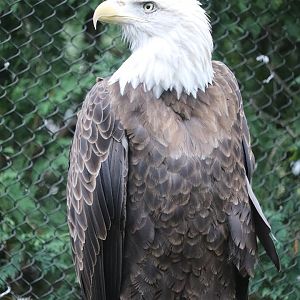 Wilderness Trek: Wolf Lodge - Bald Eagle