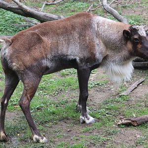 Wilderness Trek - Reindeer