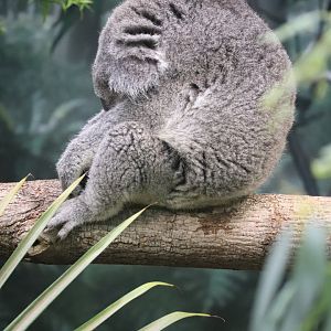 Australian Adventure - Koala