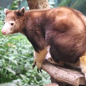 Australian Adventure - Matschie's Tree Kangaroo