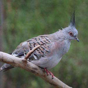 Australian Adventure - Crested Pigeon