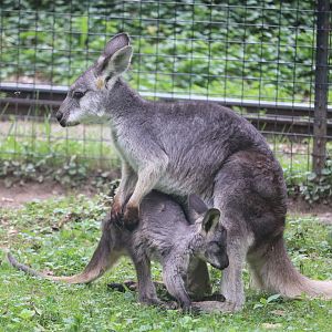 Australian Adventure - Wallaroo