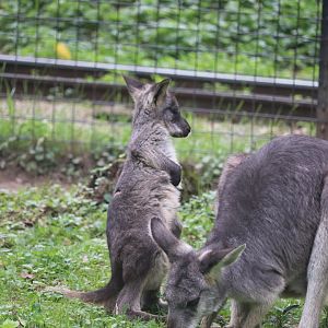 Australian Adventure - Wallaroo