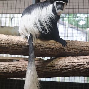 Primate, Cat & Aquatics - Black & White Colobus