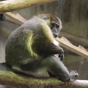 Primate, Cat & Aquatics - Golden-Bellied Mangabey