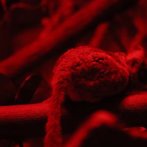 Primate, Cat & Aquatics - Moholi Bushbaby