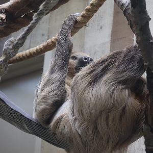 Primate, Cat & Aquatics - Two-Toed Sloth
