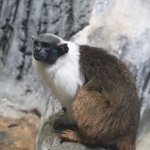 Primate, Cat & Aquatics - Pied Tamarin