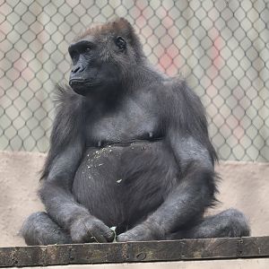 Primate, Cat & Aquatics - Western Lowland Gorilla