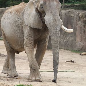 African Elephant Crossing - African Elephant
