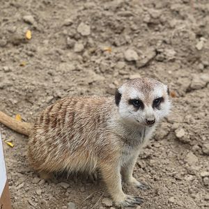 African Elephant Crossing - Meerkat