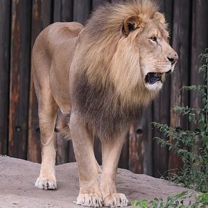 Cleveland Metroparks zoo - African Lion
