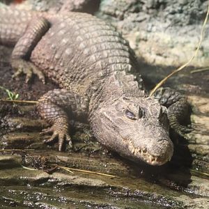 The Rainforest - Dwarf Crocodile