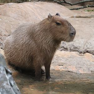 The Rainforest - Capybara