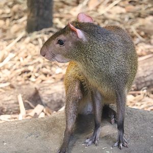 The Rainforest - Brazilian Agouti